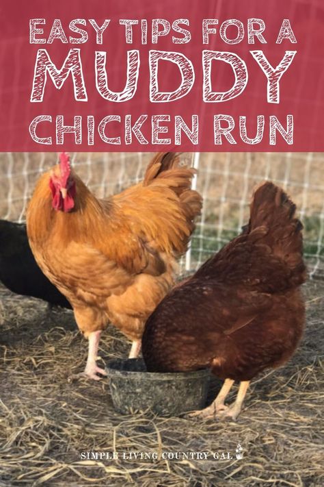 How To Keep Chicken Run Clean, Chicken Run Playground Ideas, How To Fix A Muddy Chicken Coop, Chicken Run Ground Cover Ideas, Grass In Chicken Run, Chicken Run Entertainment, How To Fix A Muddy Chicken Run, What To Put In Chicken Run, Temporary Chicken Run