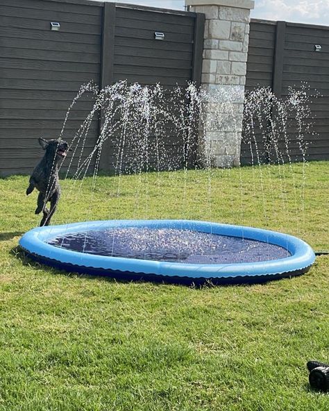 A day in life as a dog mommy 🩷 One of his favorite activities; His splash pad 🌞🍃 #dogmom #spring #furbaby #fun #energy #outdoors #water Splash Zone, Dog Mommy, Splash Pad, A Day In Life, May 13, Dog Mom, A Dog, Fur Babies, Instagram A