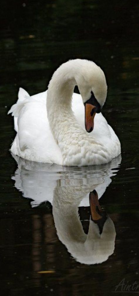 Swan Photography, Swan Wallpaper, Swan Painting, Reflection Photos, Mute Swan, Giving Up On Life, White Swan, Animal Totems, Bird Pictures