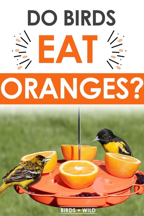 Types Of Oranges, What Is A Bird, Diy Bird Feeder, Orange Bird, How To Attract Birds, Bird Food, Orange Leaf, Juicy Fruit, Eat Fruit