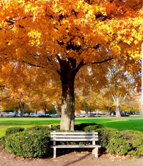 The Green in Dover during autumn Fall Foliage Road Trips, Perfect Fall Day, Bald Cypress, Picnic Lunch, Scenic Road Trip, Yellow Tree, Scenic Roads, Autumn Scenery, Fall Day