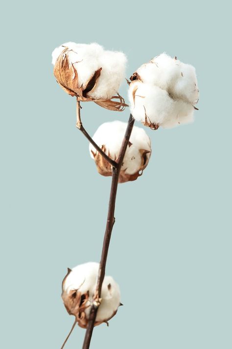 Cotton flower branch on a blue background | premium image by rawpixel.com / Teddy Rawpixel Cotton Photography, Cotton Branches, Framed Flower Art, Fabric Photography, Cotton Plant, Cotton Flower, Iphone Homescreen Wallpaper, Framed Botanicals, Pressed Flower Art