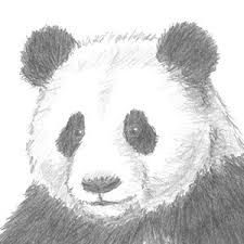 Draw A Panda, Panda Sketch, Panda Sitting, Panda Bear Art, Pencil Sketches Easy, Shading Drawing, Panda Drawing, Pencil Shading, Cross Hatching