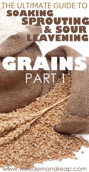 The Ultimate Guide to Soaking, Sprouting, & Sour Leavening Grains - Part 1 - Weed'em & Reap Cooking Grains, Sprouted Grains, Nourishing Traditions, Grain Recipes, Wheat Berries, Grain Foods, Flour Recipes, Whole Grains, Fermented Foods