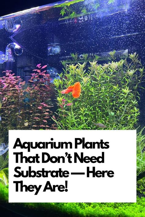 Dive into the list of aquatic plants that thrive without substrate, perfect for low-maintenance setups. Learn about their unique features and how they can transform your aquarium. Elevate your aquatic garden game with these substrate-independent plants - let's make your underwater world flourish with less hassle! IG Photo by: 
aquaneohobby Underwater Plants, Aquatic Garden, Aquarium Setup, Aquascape Aquarium, Garden Games, Fish Tank Plants, Aquarium Plants, Fish Tanks, Low Maintenance Plants