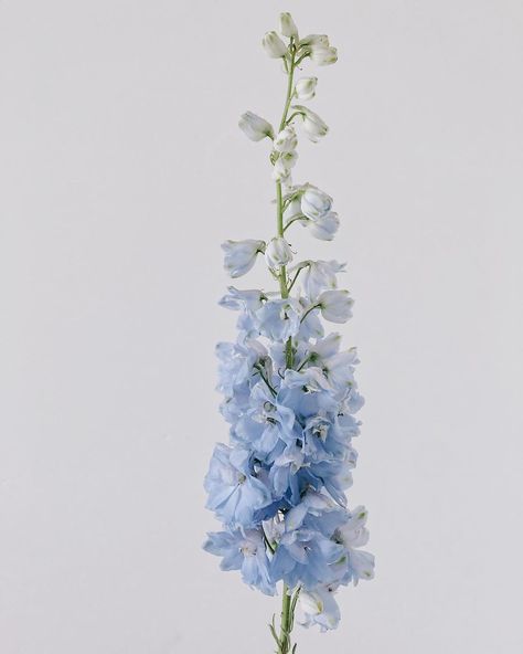 “Light blue clouds of delphiniums are a sight to behold ☁️☁️☁️ Dusty Blue Florals, Delphinium Wedding Flowers, Beachy Breakfast, Powder Blue Flowers, Blue Stock Flower, Pale Blue Bouquet, Blue Delphinium Wedding, Blue Snapdragon Flowers, Blue Snapdragons