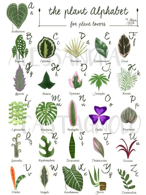 My PLANT ALPHABET for every plant lover!! I included only tropical and succulents plants with their botanical names. An accurate research especially for some letters like Q, W, X.... and I found some incredible plants this way! Print is A4 size (21x29,7 cm - 8.3 x 11.7 in) OR  A5 size (14,8x21 cm - 5.8 x 8.3 in) Unframed Natural white, matte, quality paper GICLEE PRINT 200gsm. ●This purchase is for PERSONAL USE ONLY. © Artwork is copyright of Onyria Art. Shipping : registered mail Plant Names, Sansevieria Plant, Vegetable Illustration, Plant Art Print, Illustration Botanique, Succulents Indoor, Monstera Plant, House Plants Indoor, Plant Illustration