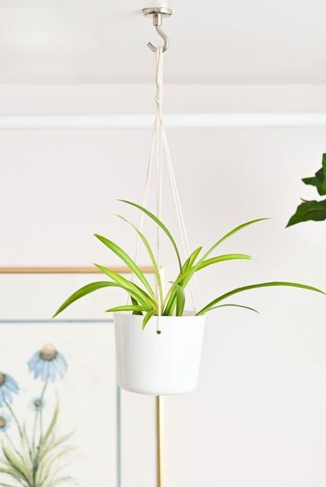 How To Hang Plants Without Drilling, No Drill Plant Hanging, How To Hang Plants From Ceiling No Holes, How To Hang A Plant From The Ceiling, Renter Friendly Hanging Plants, Renter Friendly Plant Hanging, Hang Plants From Ceiling Without Holes, How To Hang Plants From Ceiling, Hanging Plants From Ceiling