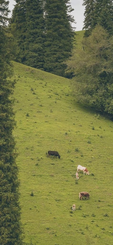 Iphone, android, iPad, tablet lockscreen hd 4k wallpaper background Nature Green Wallpaper, Patriotic Wallpaper, Field Wallpaper, Tablet Wallpaper, Aesthetic Japan, Nature Green, Phone Wallpaper Patterns, Homescreen Wallpaper, Green Wallpaper