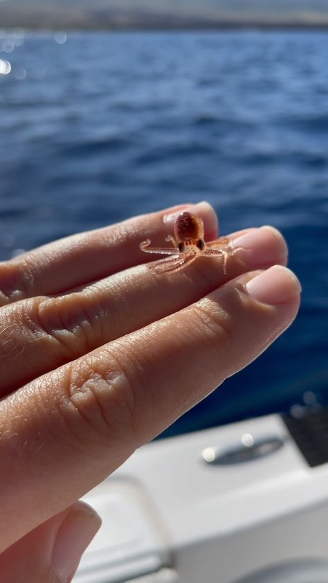 Did you know octopus are this small in their larval stage!? This baby octopus was removed from a piece of trash in the ocean & quickly put… | Instagram Octopus Aesthetic, Premie Octopus, Trash In The Ocean, Tiny Sea Creatures, Octopus Holding Things, Octopus In Aquarium, Cute Squid, Octopus Cute, Crab Species