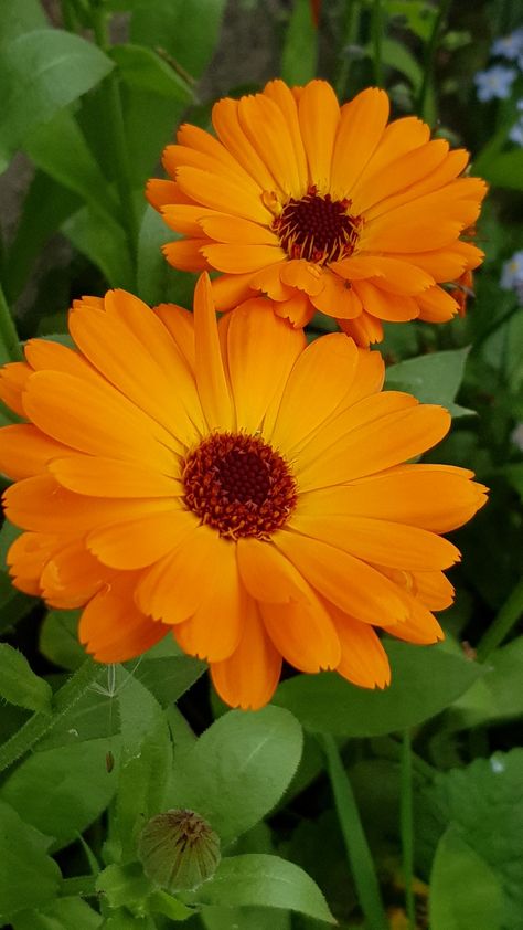 Namaqualand Daisies, October Flowers, Calendula Officinalis, Wild Flower Meadow, Strange Flowers, Calendula Flower, Good Morning Beautiful Flowers, Fruit Plants, Wild Plants