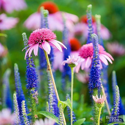 Pairing plants can be tricky, that's why we've put together a perennial plant pairing guide. This way, you can find the perfect flower combination that suits your backyard this season. The Grass, Purple And White, Green Grass, Perennials, Purple, Flowers, Green, Pink, White