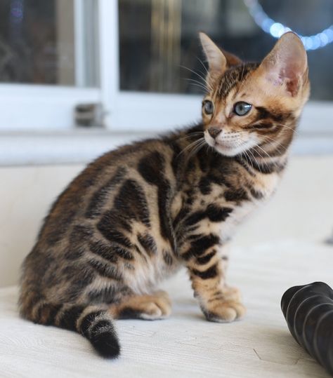 Black Bengal Cat, Silver Bengal Cat, F1 Savannah Cat, Savannah Cat For Sale, Serval Kitten, Bengal Cat For Sale, Bengal Cat Breeders, Silver Bengal, Toyger Cat