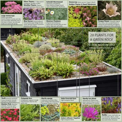 20 plants for a Green Roof - Imgur Living Roof House, Green Roof Planting, Eco Roof, Roof Plants, Living Green Roof, Green Roof Design, Green Roof Garden, Green Roof House, Blue Fescue