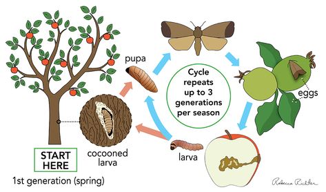 Managing Codling Moth in the Home Orchard - Western Agricultural Research Center Moth Life Cycle, Codling Moth, Pruning Trees, Home Orchard, Montana State University, Fruit Bag, Tree Pruning, Montana State, Pear Trees