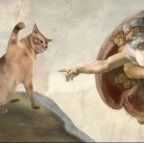 Edited Cat Pictures, Funny Images Hilarious Pictures, Funny Cat Paintings, Silly Painting Ideas, Fancy Cats, Angel Cat, Silly Cats Pictures, Silly Animals, Cat Aesthetic