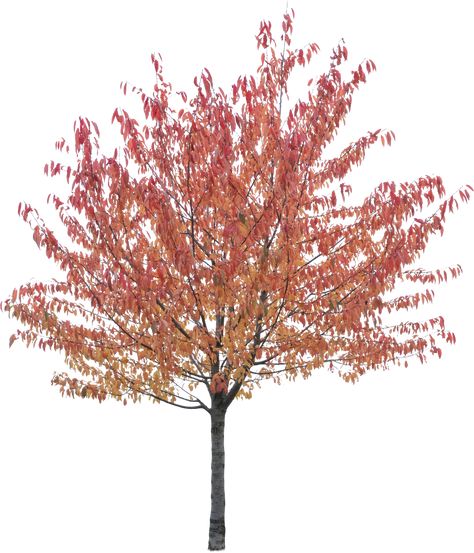 Free cutout tree in PNG - Prunus avium Prunus Avium Tree, Prunus Avium, Dandelion, Trees, Plants, Flowers