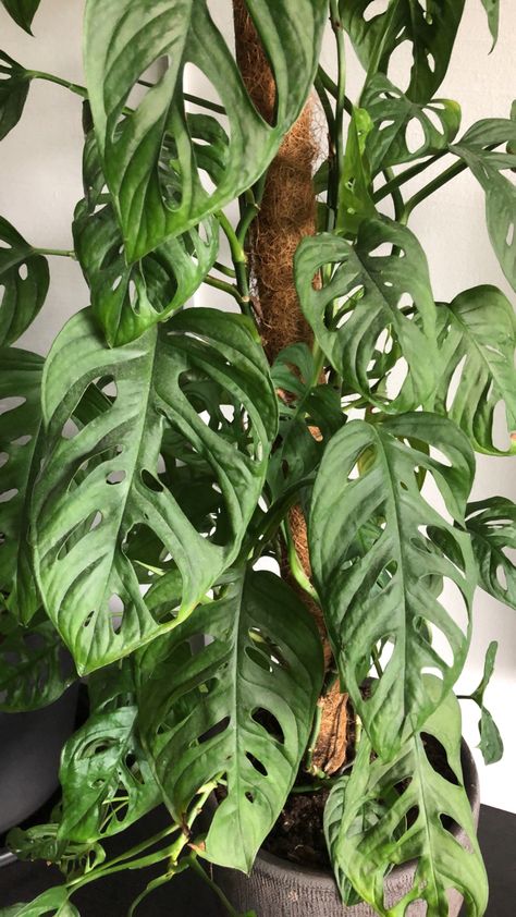 Monstera Adansonii, Plant Lover, Potted Plants, House Plants, Plant Leaves, Plants, Quick Saves, Nature