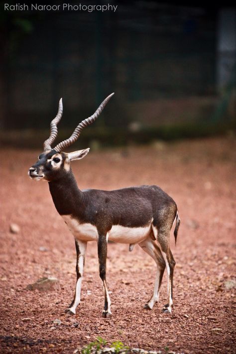 Blackbuck Antelope Blackbuck Antelope, Animals With Horns, African Antelope, Deer Cartoon, Speculative Evolution, Big Horn Sheep, Deer Buck, Lake Travis, Green Background Video