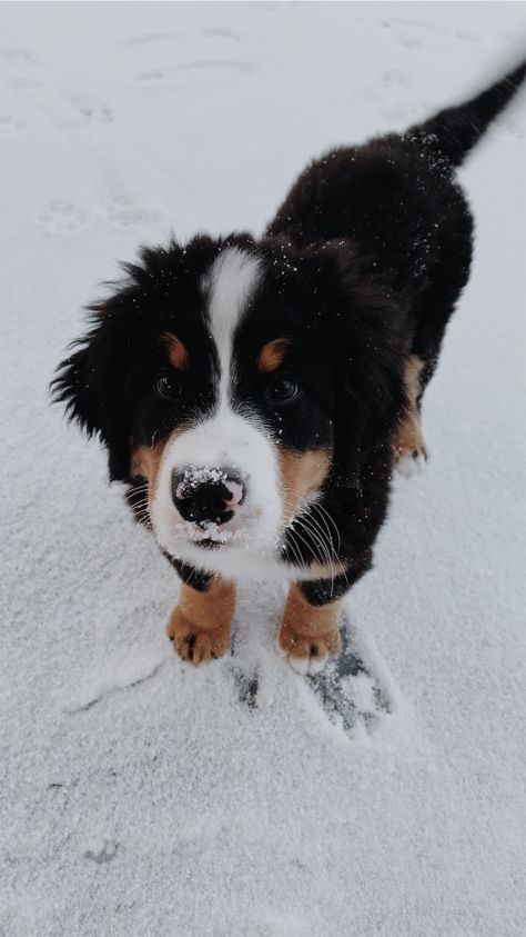 Dogs Bernese Mountain, Puppies Bernese Mountain Dog, Mountain Bernese Puppy, Bernese Australian Shepherd, Bernie’s Mountain Dogs, Puppy Bernese Mountain Dog, Great Bernese Mountain Dog, Bernie’s Mountain Dog Puppy, Bernie’s Mountain Dog