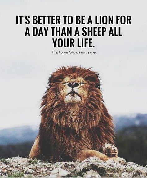 It's better to be a lion for a day than a sheep all your life. Lion Quotes, Citation Entrepreneur, Funny Inspirational Quotes, Best Inspirational Quotes, A Lion, E Card, Inspiring Quotes About Life, A Quote, Inspirational Quotes Motivation