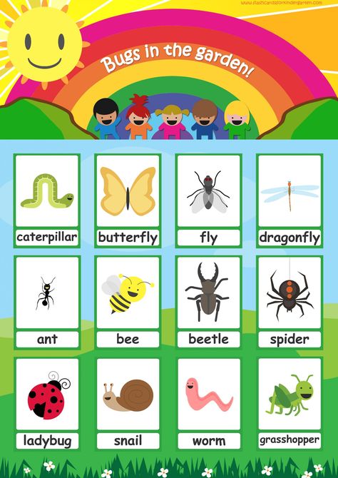 Bugs Flashcards, Insect Flashcards, Flashcard Ideas, Kids Flash Cards, Teaching Esl Students, Flashcards For Kindergarten, English Poems For Kids, Preschool Charts, Bug Activities