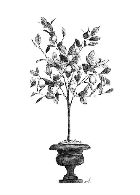 Lemon Tree Sketch, Lemon Tree Drawing, Lemon Tree Tattoo, Tree Tatto, Lemon Tattoo, Tree Branch Tattoo, Kumquat Tree, Medieval Tattoo, Branch Tattoo