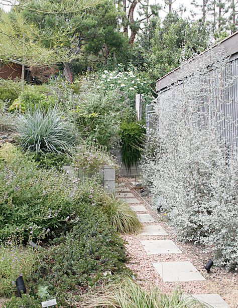 California Native Landscape, California Landscaping, Native Plant Garden, Native Plant Landscape, California Native Garden, California Backyard, California Plants, Drought Tolerant Landscape, California Native Plants