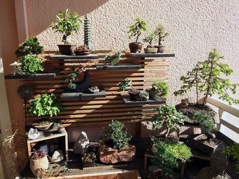 Indoor Japanese Garden, Japanese Garden Style, Bonsai Tree Types, Bonsai Tree Care, Bonsai Soil, Zen Garden Design, Bonsai Styles, Japanese Garden Design, Bonsai Art