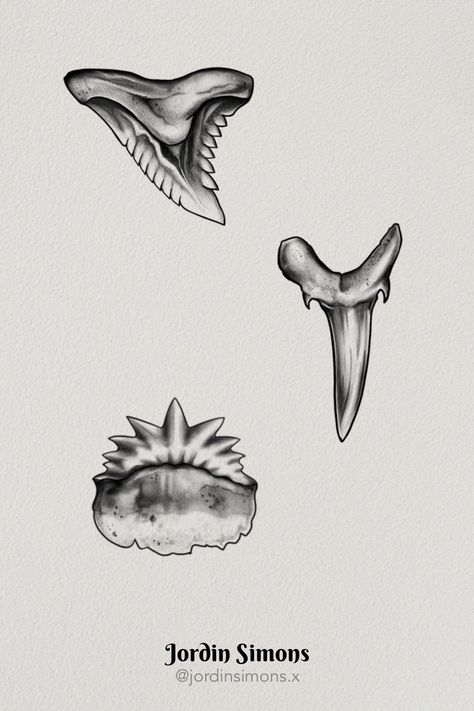 Black and grey shark tooth tattoo designs by Jordin Simons at Morningstar Tattoo Parlor in Belmont, California. Contact me to claim. 🖤 🖤 🖤 🖤 🖤 🖤 🖤 🖤 🖤 Female tattooer in Bay Area, Nothern California, San Mateo, San Jose, Redwood City, San Carlos, Silicon Valley, SF Peninsula, botanical, florals, nature, art, illustration, shark teeth, fish, Shark Tooth Tattoo Design, Tiger Shark Tooth Tattoo, Sharks Tooth Tattoo, Shark Tooth Drawing, Shark Teeth Tattoo, Morningstar Tattoo, Tattoo Teeth, Sis Tattoo, Small Shark Tattoo