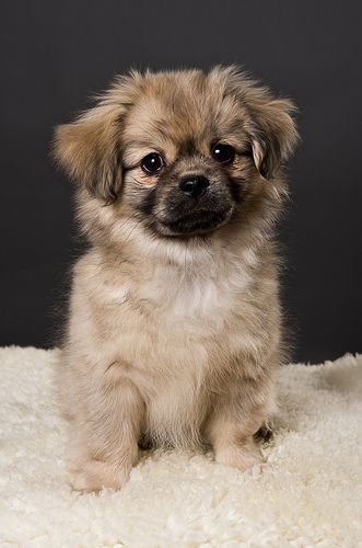 Tibetan Spaniel Puppy, Pekingese Puppies, Spaniel Breeds, Tibetan Spaniel, Pekingese Dogs, Spaniel Puppies, Purebred Dogs, Spaniel Dog, Cute Wild Animals