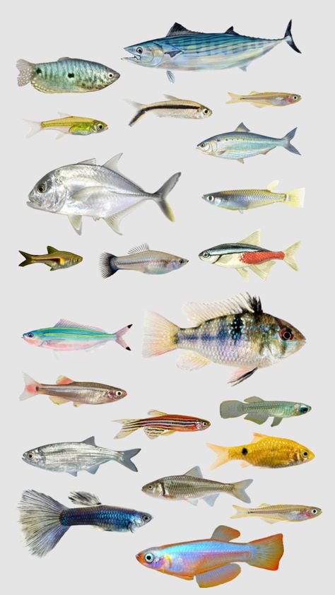 Fish Collage, Colourful Fish, Image Of Fish, Fish Costume, Wild Animals Photography, Life Drawing Reference, Pretty Images, Print Collage, Life Drawing