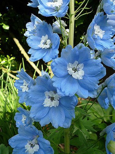 Garden Aesthetic, Delphinium, In The Garden, Blue Flowers, The Garden, Flowers, Blue, White