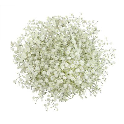 Member's Mark Premium Gypsophila (Color and variety may vary) - Sam's Club Dianthus Flowers, Flowers Last Longer, Trumpet Lily, Rose Floral Arrangements, Bouquet Delivery, Green Garland, Bloom Baby, Flowers Arrangements, Rose Arrangements