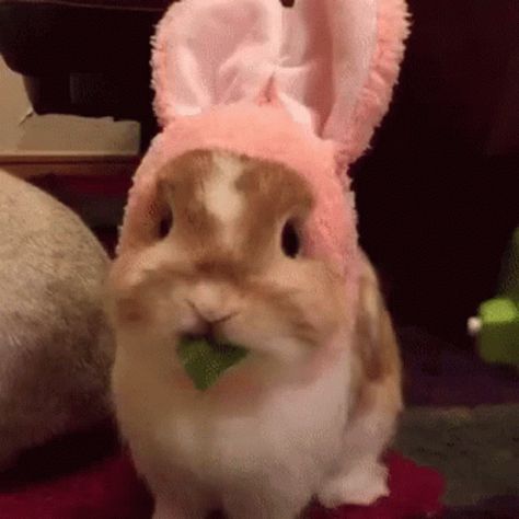 Bunny Easterbunny GIF - Bunny Easterbunny Rabbit - Discover & Share GIFs Cute Bunny Gif, Happy Easter Gif, Fab Quotes, Somebunny Loves You, Rabbit Gif, Cute Bunny Pictures, Bunny House, Num Num, Bunny Pictures