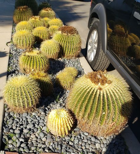 Golden Barrel Cactus "Echinocactus grusonii or Kroenleinia grusonii, popularly known as the golden barrel cactus, golden ball or mother-in-law's cushion, is a species of barrel cactus which is endemic to east-central Mexico. Wikipedia Nickname: the golden barrel cactus Scientific name: Echinocactus grusonii Echinocactus grusonii or Kroenleinia grusonii, popularly known as the golden barrel cactus, golden ball or mother-in-law's cushion. Order: Caryophyllales Kingdom: Plantae Cactus Landscape, Golden Barrel Cactus, Kingdom Plantae, Barrel Cactus, Scientific Name, Cactus Garden, Cactus And Succulents, The Golden, Barrel