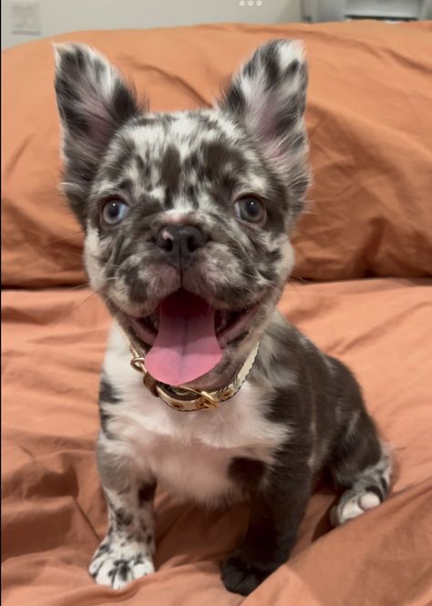 Fluffy Frenchie 🥰 #frenchbulldog #fluffyfrenchie Fluffy Bulldog, Fluffy Frenchie Puppy, Fluffy French Bulldog, Gray French Bulldog, Fluffy Frenchie, Miniature French Bulldog, Baby Frenchie, Merle French Bulldog, Fluffy French Bulldog Full Grown