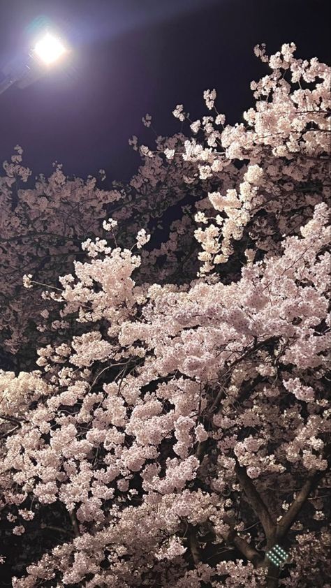 Wallpaper Cherry Blossom, Eevee Wallpaper, Cherry Blossom Trees, Iphone Wallpaper Landscape, Lovely Flowers Wallpaper, Nothing But Flowers, Night Scenery, Pretty Landscapes, Japan Aesthetic