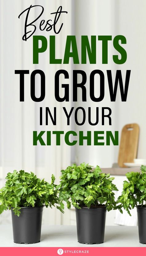 How To Harvest Cilantro, Decoration With Plants, Ayurvedic Plants, Growing Spinach, Veggies And Fruits, Tulsi Plant, Whimsical Kitchen, Veg Patch, Herb Garden In Kitchen