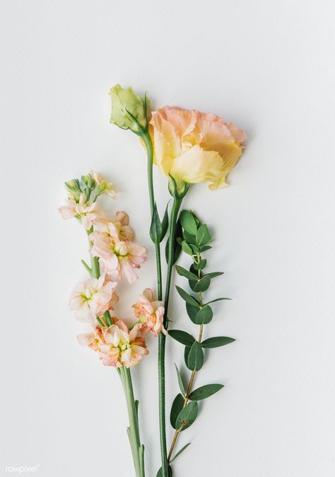 Lisanthius Flowers, Flower On Table, Autumn In Canada, Rosa Nails, Lisianthus Flower, Lisianthus Flowers, Flower Reference, White Flower Bouquet, Ranunculus Flowers