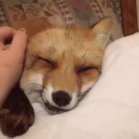 Fox Stimboard, Fox Gif, Stimboard Gifs, Relaxing Gif, Fox Pictures, Animal Icon, Raccoon Funny, Pet Fox, Cute Fox