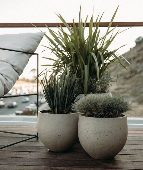 Looking for tough plants to stand up to seaside winds? The lowest-maintenance garden we’ve seen, shown here and in the photo at the top, is on a deck at the Surfrider Hotel in Malibu, California, where a collection of potted perennial grasses and spiky tropicals adds just enough greenery to the view. Photography via The Surfrider. Perennial Grasses, Potted Plants Outdoor, Balcony Plants, Patio Plants, Low Maintenance Garden, Outdoor Pots, Have Inspiration, Garden Photography, California Coast