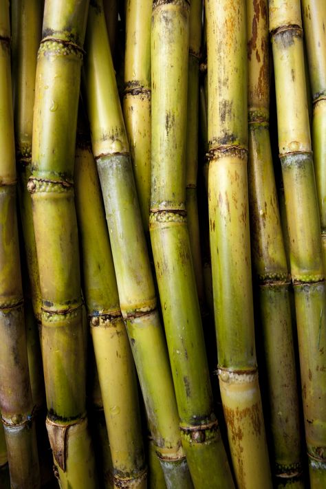 Sugarcane Aesthetic, Flora Aesthetic, Sugar Cane Plant, Edible Grass, Mealy Bugs, Sugarcane Juice, Jeep Photos, Perennial Grasses, Agricultural Science