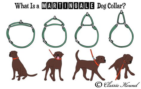 Questions Regarding Martingale or Metal Buckle Collars, Collar Sizing, Custom Orders, and Safety Dog Training Aggression, Cat Behaviour, Diy Dog Collar, Cute Dog Collars, Dog Collar Bows, Dog Business, Dog Collar Bow Tie, Martingale Dog Collar, Dog Things