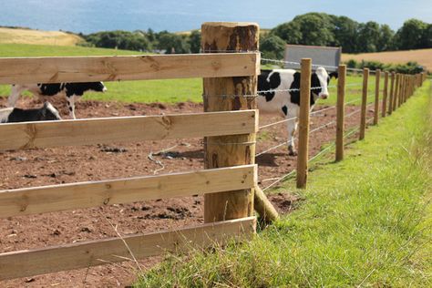 Fencing Livestock 101 | FarmTek Blog Electric Fence For Cattle, Cattle Fencing, Cattle Panel Fence, Cattle Fence, Cattle Housing, Cattle Corrals, Agricultural Fencing, Livestock Fence, Different Types Of Fences