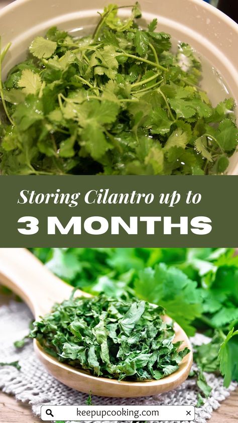 how to store cilantro longer, store cilantro, store coriander Storing Cilantro, Dry Cilantro, Store Cilantro, Freezing Cilantro, Store Fresh Herbs, Drying Cilantro, Water Paper, How To Store, Paper Towels