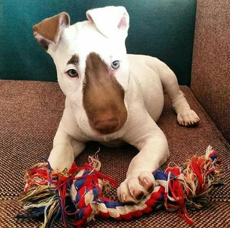 Blue eyed Bull Terrier Mini Bull Terriers, Bull Terrier Puppy, English Bull Terriers, Staffordshire Bull Terrier, Bull Terrier Dog, Pitbull Terrier, Beautiful Dogs, Bull Terrier, I Love Dogs