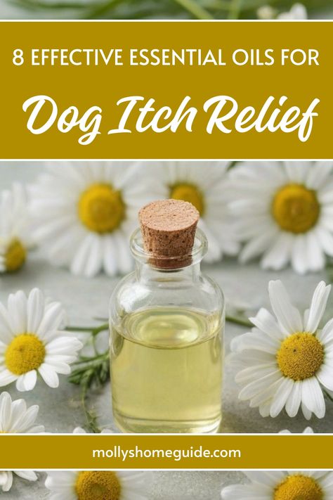 Discover the natural relief for your dog's itching with essential oils! From dry skin to bug bites, our essential oil recipes are safe and effective for itchy dogs. Try our DIY dog skin spray and flea & tick spray using the best essential oils for itching. These home remedies for dog's itchy skin include calming blends and immune support to soothe your pup naturally. Learn about safe essential oils for dogs, including how to create a dog anti-itch spray and first aid solutions. Dry Dog Skin Remedies, Home Remedy For Itchy Dog Skin, Essential Oils And Dogs, Dog Safe Essential Oil Diffuser Blends, Dog Itching Remedies Diy, Home Remedies For Dogs Itchy Skin, Anti Itch Essential Oil, Dogs Itchy Skin Remedy Itch Relief, Dog Allergy Remedies Itch Relief