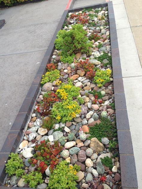 Sidewalk Succulent Garden in Cambria. Succulent Border Garden, Hellstrip Landscaping, Xeriscape Succulents, Succulent Sidewalk Strip, Aloe Rock Garden, Succulent Dry River Bed, Sidewalk Garden, Sidewalk Landscaping, Succulent Rock Garden