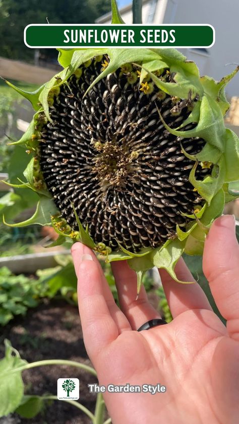 How to Save Sunflower Seeds: DIY Seed Saving - The Garden Style Save Sunflower Seeds, Sunflower Planting, Harvesting Sunflower Seeds, Potted Sunflowers, Types Of Sunflowers, Seed Storage, Planting Tips, Seed Saving, Master Gardener